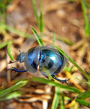 Single trypocopris vernalis, Geotrupes vernalis orÂ spring dor beetle - top view, in green grass background stock photo